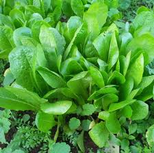 Image result for Cichorium intybus