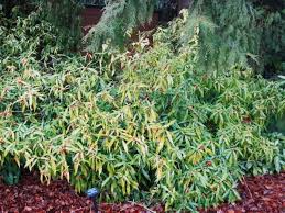 It has variegated leaves with golden yellow spotted mar. Spotted Japanese Laurels The Garden Website Com
