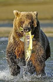 A Good Catch Cute Wild Animals Animals Wild Bear Fishing