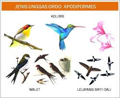 Hasil yang didapat dari menggunakan metode kolase ini pun juga tidak kalah menarik dengan metode yang lainnya. Macam Macam Kaki Burung Contoh Lif Co Id