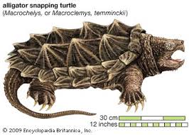 Turtles Of Missouri Missouris Natural Heritage