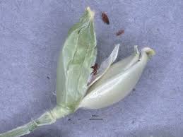 Image result for Acroceras zizanioides