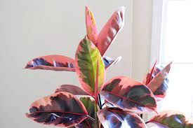 Get latest info on rubber plant, suppliers, manufacturers, wholesalers, traders, wholesale suppliers with rubber plant prices for buying. Pin On Gifts For All Occasions