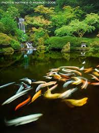 Portland Japanese Garden Koi Pond Portland Japanese Garden Japanese Garden Koi Pond