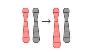 Unter einer translokation (ortsveränderung, versetzung, von lateinisch locus: Strukturelle Chromosomenanomalien Wie Beeintrachtigen Sie Den Embryo Und Die Patienten Die Trager Sind
