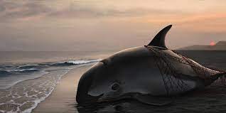 Su limitada distribución geográfica, sus bajas tasas reproductivas (una hembra puede tener. Especie De Vaquita Marina Mexicana Esta En Extincion