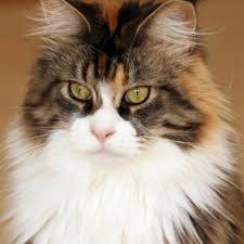 Learn more about this breed. Learn About The Maine Coon Cat Breed From A Trusted Veterinarian