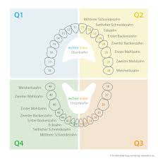 Zahnschema Welche Zahn Organ Beziehungen Und Wechselwirkungen Gibt Es