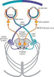 Image result for Optical Reflex