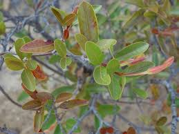 Image result for Mascarenhasia