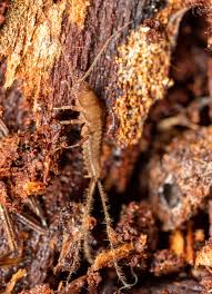 Image result for Lepidotrichilia