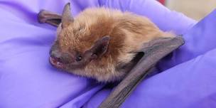 Bats in the Barn