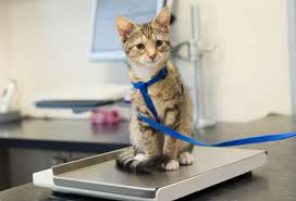 (resting energy requirements or rer). 3 Steps For Determining How Many Calories Your Cat Needs How Many Calories Does Your Cat Need Petmd