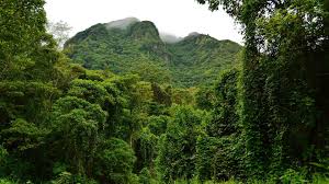 Download over a hundred cool and colorful free 3d graphics 4k wallpapers in 3840x2160 resolution, hd, 5k and 8k. Dschungel Live Wallpaper Hintergrunde Hd Fur Android Apk Herunterladen