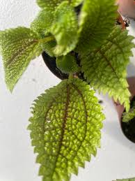 Image result for Grewia mollis