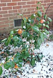 Jul 13, 2021 · cold hardy crops (such as kale, collards, and turnip greens) planted in fall may live through the winter. My North Carolina Winter Garden