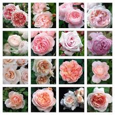 Check spelling or type a new query. David Austin Roses In An English Country Garden Vicki Archer