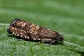 Image result for Cydia strobilella