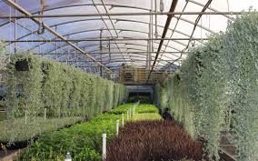Garden park greenhouse and nursery. Magnolia Gardens Nursery Home Of Plants For Texas