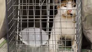 Check spelling or type a new query. 5 Ways To Keep Cats Out Of Your Yard