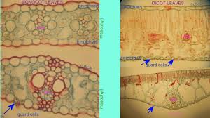 Monocot Dicot Leaves Compared In 2020 Make It Yourself Leaves Compare