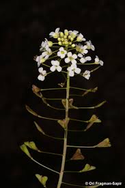 Image result for Capsella