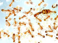 They can also cause unsightly bald patches in your lawn. Ants Earthworms And More No Till Gardening Gardendaze