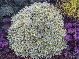 Image result for Pittosporum tobira