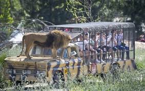 Opening & closing timings, parking options, restaurants nearby or what to see parque safari ticket price, hours, address and reviews. Parque Safari Chile