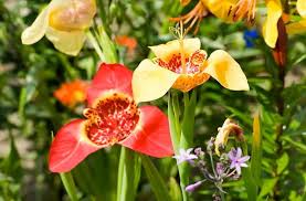 Image result for Pavonia rogersii
