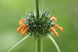 Image result for Leonotis nepetifolia