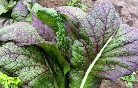This will prevent the greens from steaming in the skillet. Growing Mustard Greens