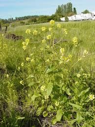 Image result for Sinapis arvensis