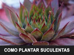 Si bien la mayoría de las suculentas no necesitan podarse, algunos tipos de ramificaciones pueden beneficiarse de un ligero ajuste para mantener su tamaño y. Como Plantar Suculentas Cuidados Frecuencias De Riego Y Sustrato Ideal