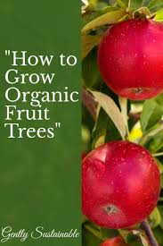 How to keep the bugs out of your organic fruit trees diy garden projects galore 2 things you need to stop doing to your tomatoes right now! How To Grow Fruit Trees Organically With Gently Sustainable Growing Fruit Fruit Trees Grow Organic