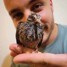 🇧🇷 Biólogo Victor Basílio (@victorcbasilio_) • Instagram photos and videos