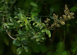 Image result for Deinbollia