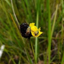 Image result for Xyris anceps