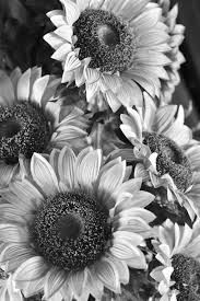 Maybe you would like to learn more about one of these? Sunflower Wallpaper Black And White 3d Wallpapers Sunflowerwallpaper Sunflower Sunflower Black And White Black And White Photo Wall Black And White Wall Art