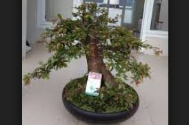Di jogja, pohon rukem banyak tumbu. Cara Membuat Bonsai Rukem Flacourtia Indica