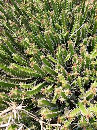 Image result for Euphorbia griseola