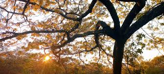 Image result for Brachystegia allenii × boehmii