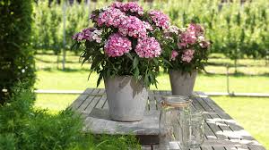 Image result for Diaphananthe sp.no.1. (Ball 657)