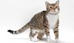 American Wirehair Cat— Full Profile, History, and Care
