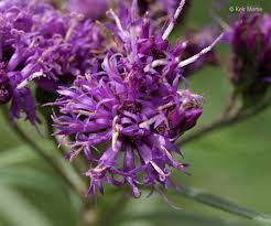 Image result for Vernonia stenocephala