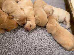They will have had their first round of puppy vaccinations. Akc Golden Retrievers Puppies Emily S Golden Retrievers Facebook