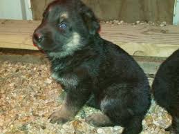 Rustic mountain puppies started when we brought home our first german shepherd pup blu, six years ago for our daughter. 3 Week Old Akc German Shepherd Puppy At The Vhr Ranch In Paige Tx German Shepherd Puppies Gsd Puppies German Shepherd Dogs