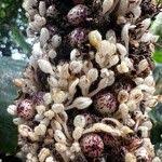 Image result for Palisota schweinfurthii