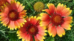 There are indoor house plants that can be grown on or near your desk that don't need sunlight. Drought Tolerant Plants That Don T Need Water Or Very Little Water