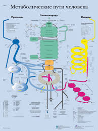 Human Metabolic Pathways Chart